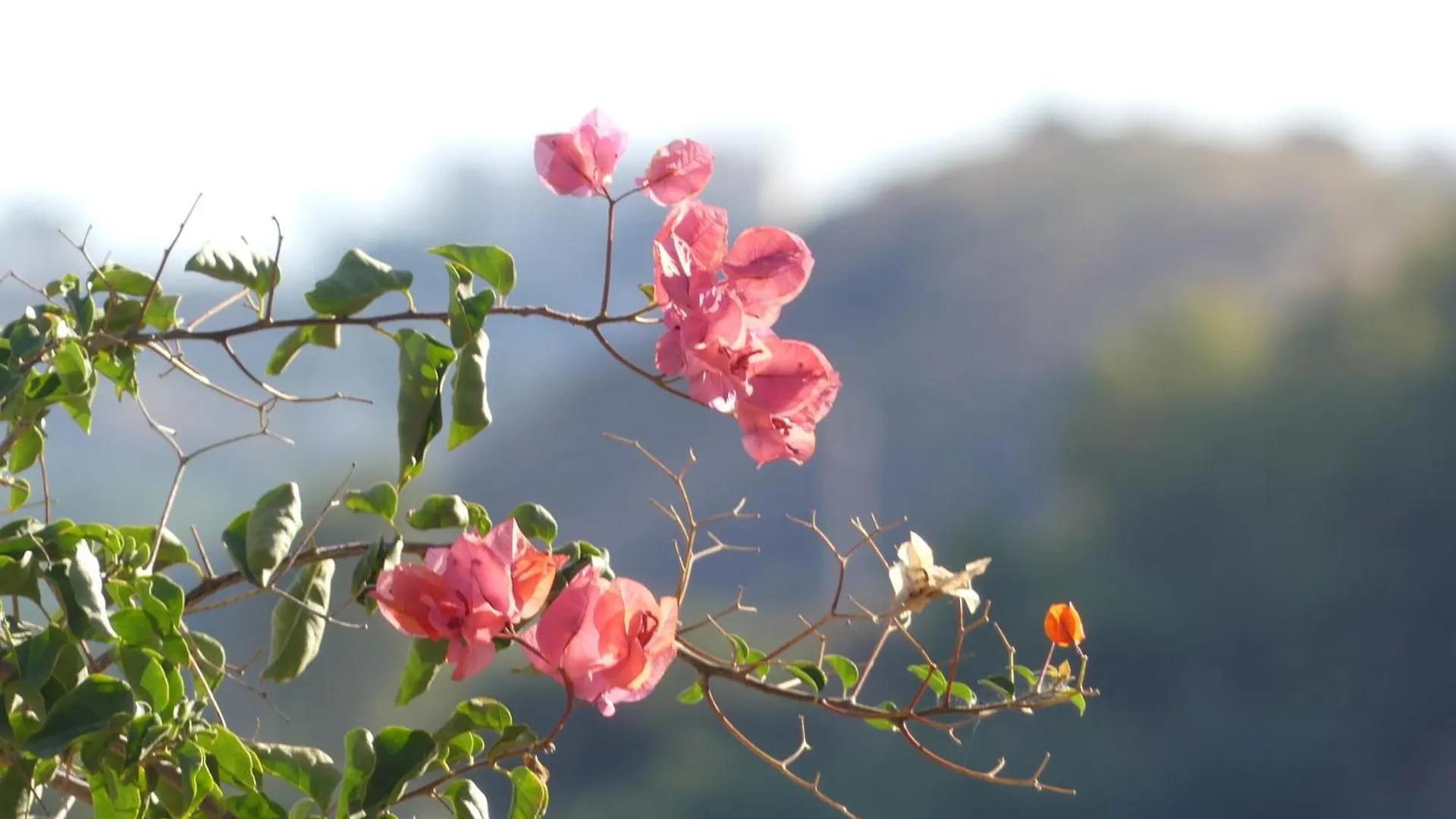 Finca Guay Frigiliana Spanien